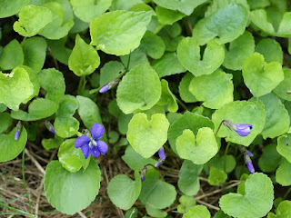 Violettes du Québec