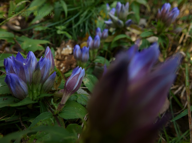 Gentiana scabra