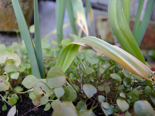 Winterpottenmoestuin(tje)