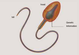 foods that increase sperm count, Health