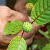 Anak pokok ketum laris, harga naik lebih sekali ganda, kata pembekal