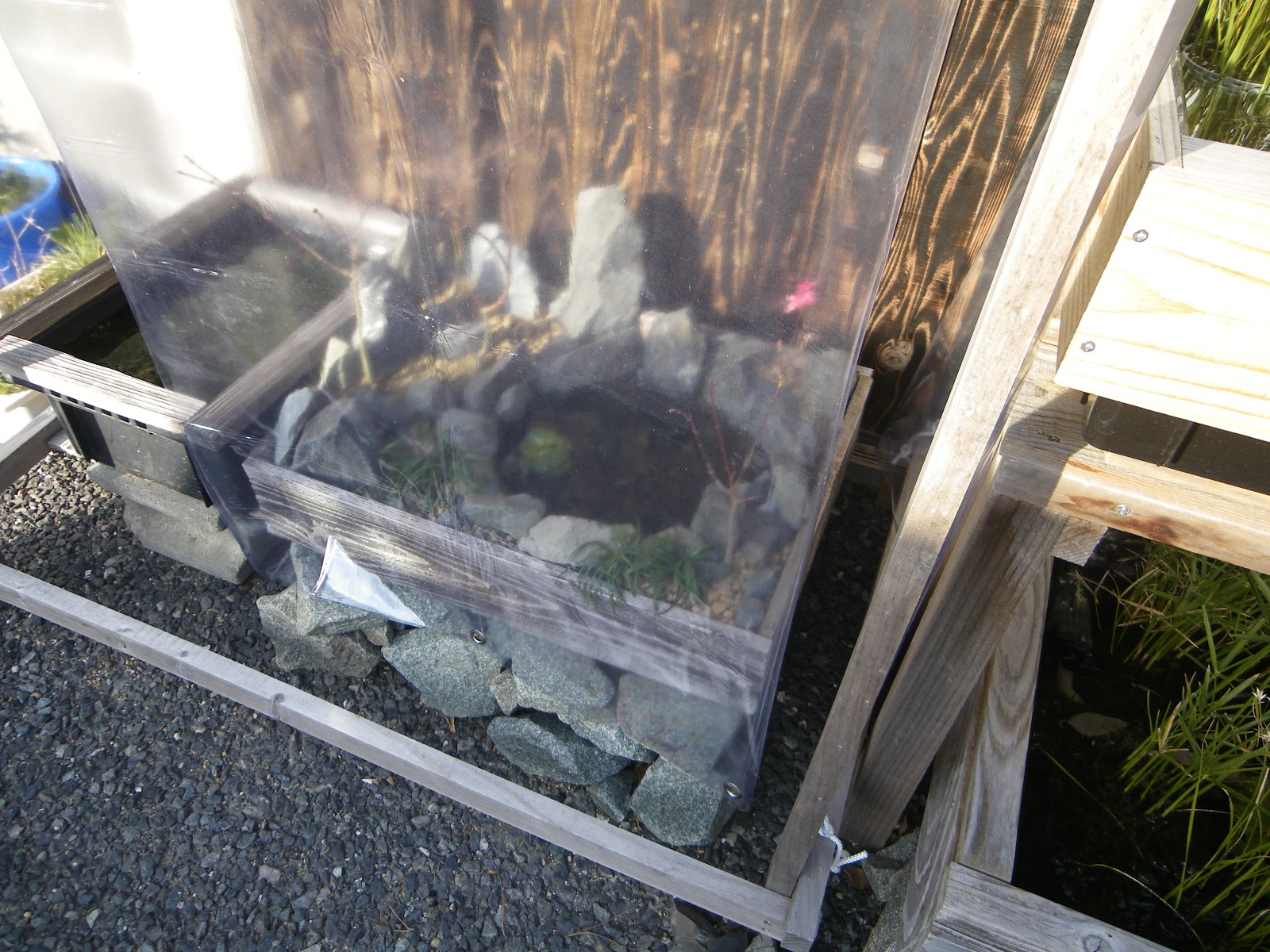 メダカのビオトープの寒さ対策 風よけを製作して効果を確認 メダカの大工