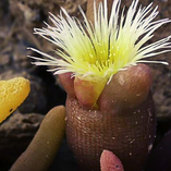 Perennial Plants