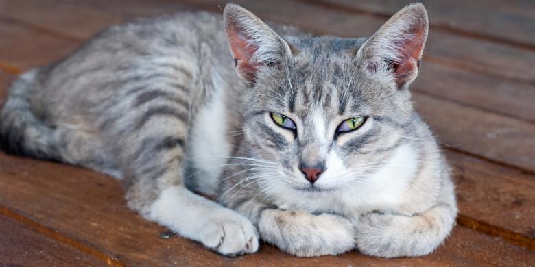 Bahaya pelihara Kucing jilatanya Bisa Bikin mata buta