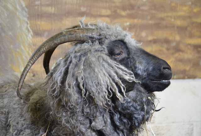 A goat in profile. The face is black, horns curve backward, and the long, wavy hair is gray.