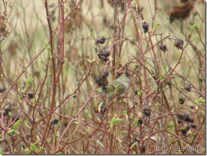 Ruby crowned Kinglet
