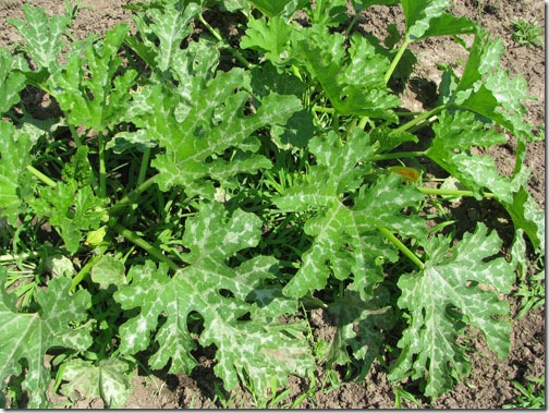 zucchini