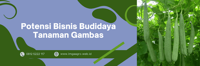 potensi,budidaya,oyong,agrobisnis,agribisnis