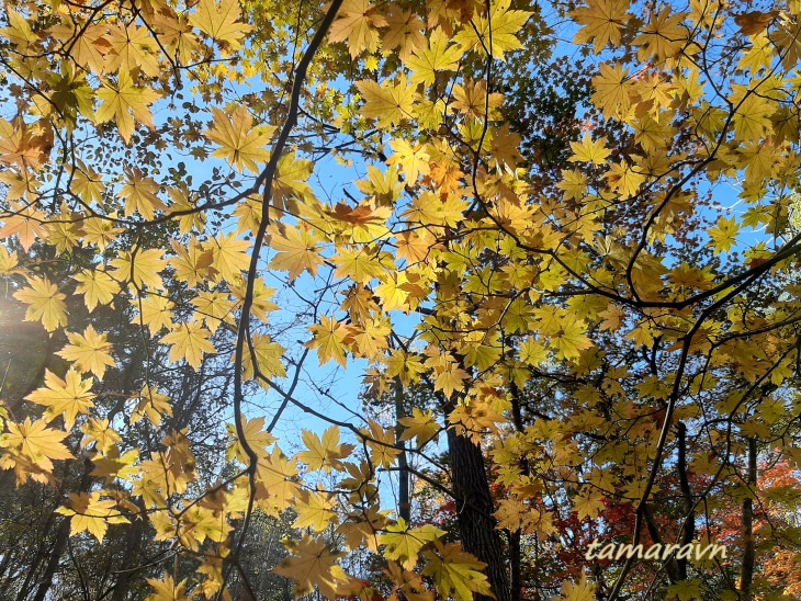 Клён ложнозибольдов (Acer pseudosieboldianum)