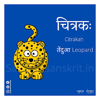 Leopard (तेंदुआ) in Sanskrit