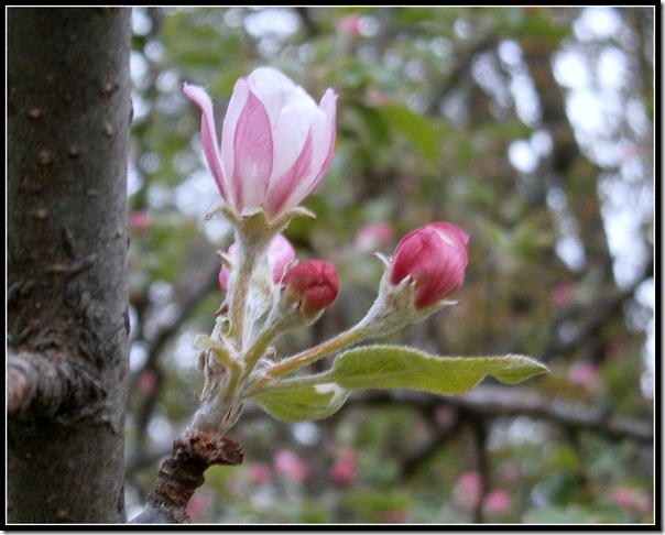 Pear (4)