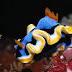 Nudibranch