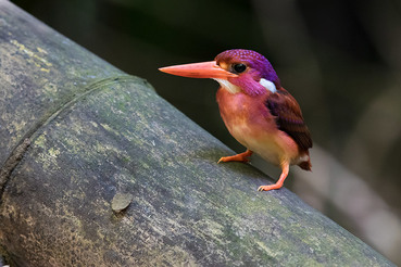 South Philippine Dwarf Kingfisher is on the list of rarest birds in the world.