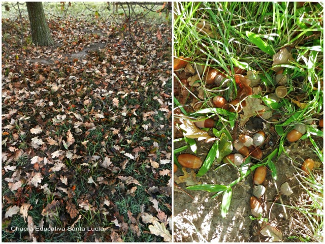 Hojas secas de roble y bellotas - Chacra Educativa Santa Lucía