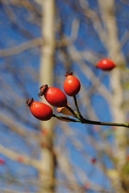 Rosa canina