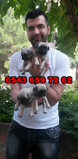 satılık pug yavrusu ankara, ankara satılık pug yavruları, satılık pug yavruları ankara, satilik pug yavrulari ankara, satilik mops yavrulari ankara, satılık siyah pug yavruları, satılık krem pug yavruları