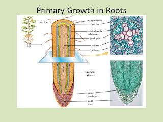 Primary Growth in Roots