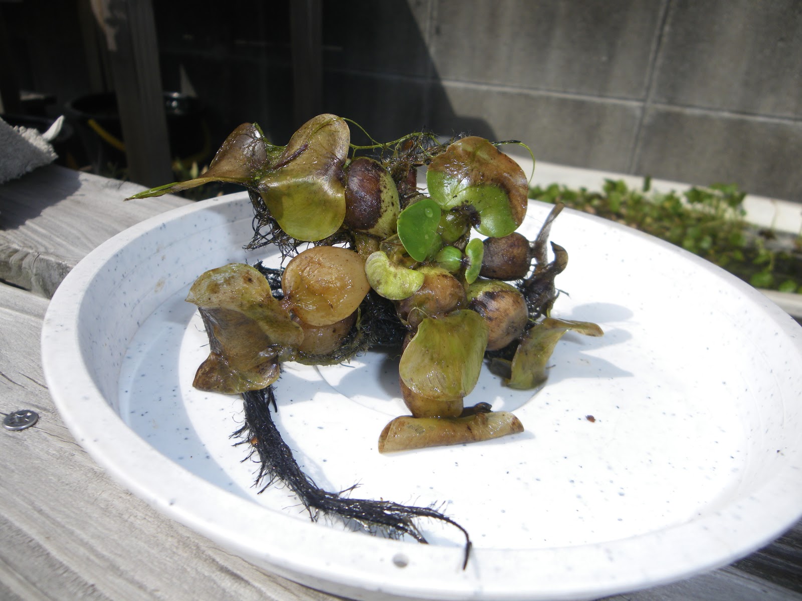 ホテイ草 ホテイアオイ をメダカのビオトープに飾りましょう メダカの大工