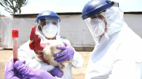 Minsa crea grupo de trabajo para la vigilancia, prevención y control de la influenza aviar