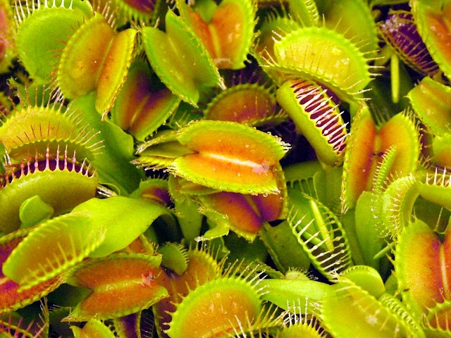 PLANTA CARNÍVORA VENUS FLYTRAP / Video - Foto