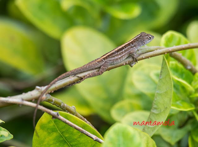 Brown Anole (Norops sagrei)