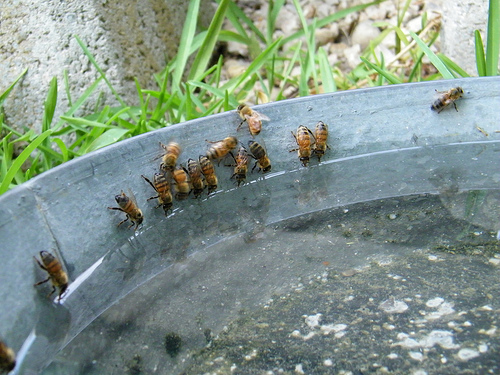 types of flowers you can eat Do Bees Drink Water | 500 x 375