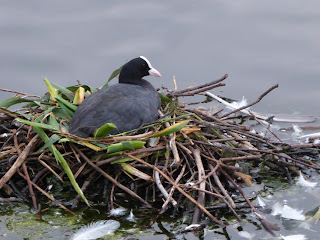 Coot (Fulica atra)