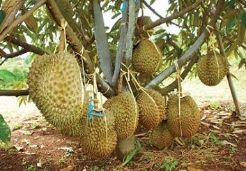 Cara Menanam Durian Montong dari Biji