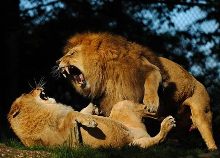 Leones peleándose