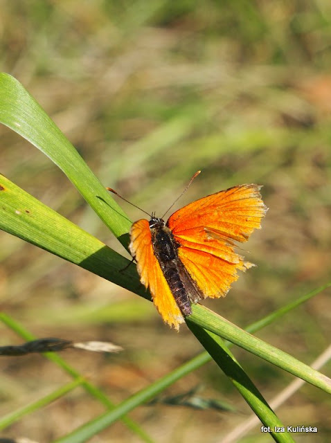 czerwończyk , motyle , motylek , motyl , podlasie , owady  , wycieczka , łąka