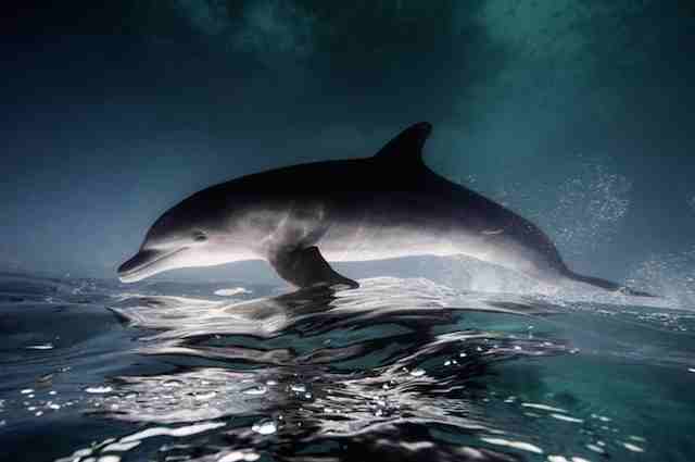 A beleza da vida marinha nas fotos de Jorge Cervera Hauser 