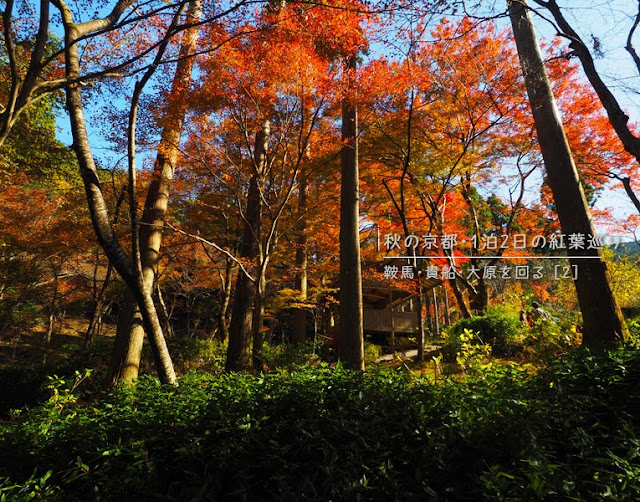 京都 大原 三千院の紅葉
