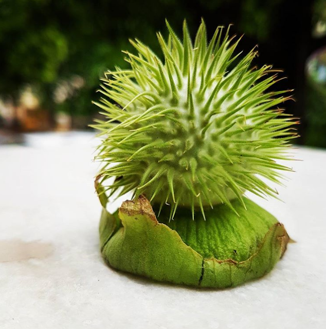 datura sebagai ramuan obat