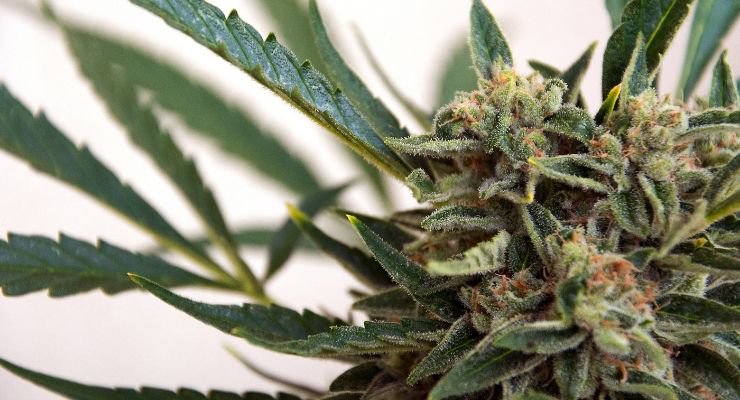 Illinois Plans to Erase Marijuana Convictions From 770,000 Criminal Records