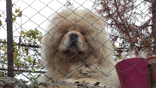 Fluffy, Dog, Yambol,