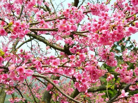 20 Gambar Bunga Sakura Di Jepang