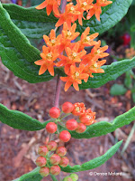 Butterfly milkweed flowers close up - © Denise Motard