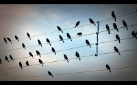 Bird Wires