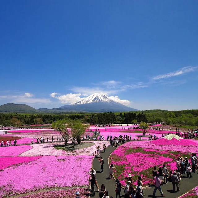 富士芝桜まつり