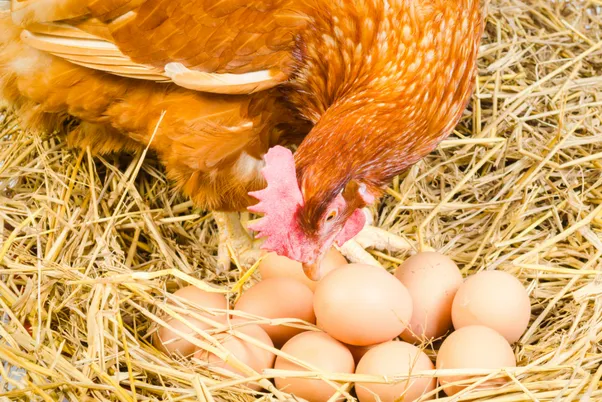 21 Reasons Why Chickens Stop Laying Eggs & How You Can Help