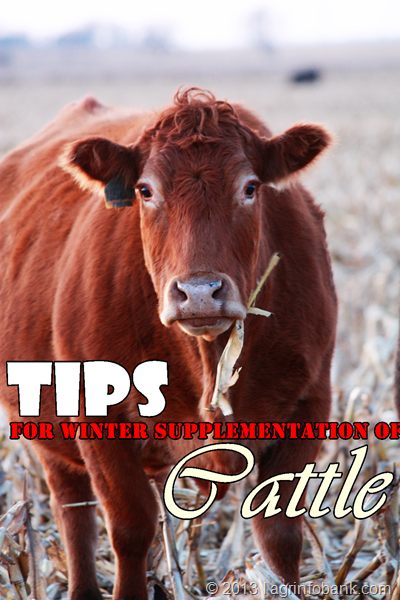 Tips For Winter Supplementation Of Cattle : agrinfobank.com