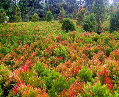 pohon pucuk merah