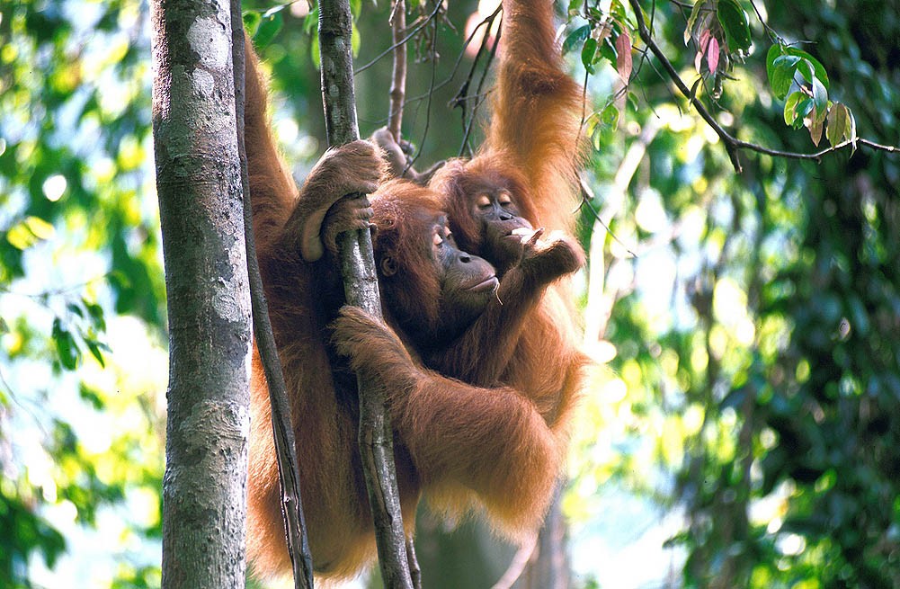  Orangutan  The Biggest  Animals Kingdom