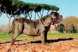 Number five most dangerous breeds