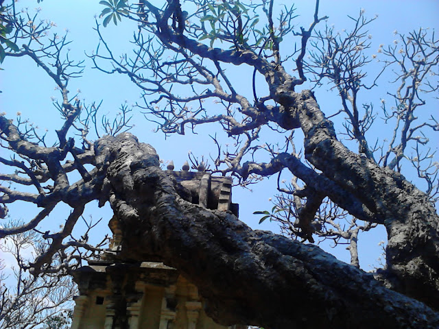 Yoga Narasimha Swamy Temple trees