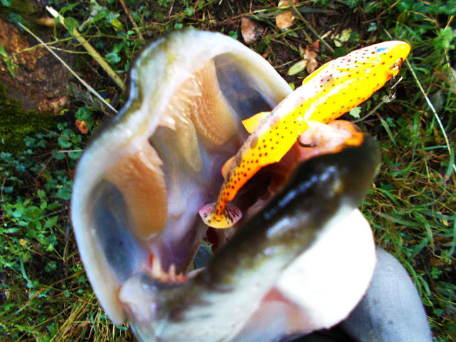 Quentin Combe Savage Gear Brochet Pike Bushwhacker 15-42gr 3D Trout 12.5cm Golden Albino Rainbow Loire