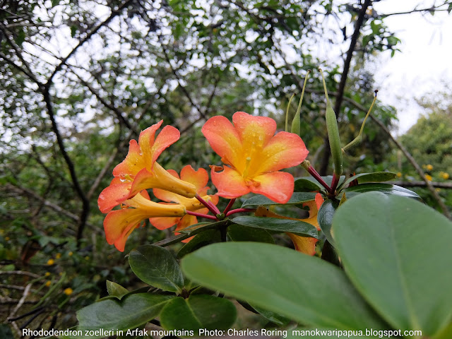 Rhododendron zoelleri flowers