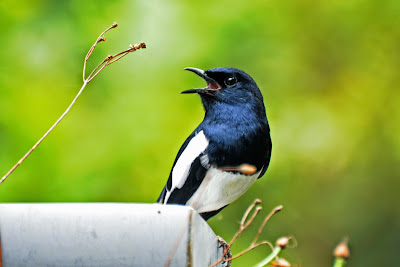 Burung kacer