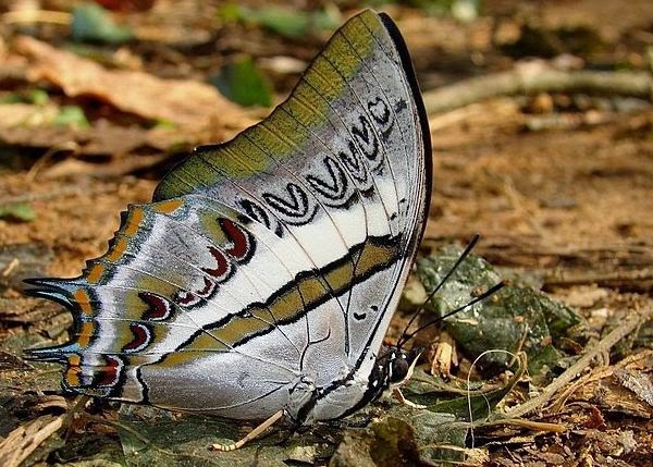 Blue Nawab,Polyura schreiber wardii, Indian butterflies, Aralam butterfly, Aralam butterfly survey