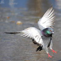 Paloma bravía (Columba livia).